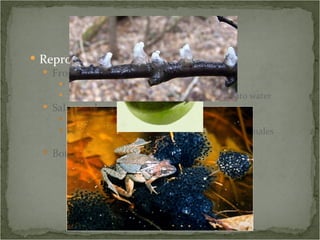 Reproduction Frogs Typically external Sperm and eggs released at the same time into water Salamanders Typically internal Males produce spermatophore from which females absorb sperm Both produce jelly-like eggs 