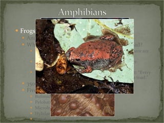 Frogs and Toads Anura – from the Latin “ without tail ” What’s the difference between a frog and a toad? No clear cut definition in scientific uses, though there are in general use. Typically more terrestrial, with shorter legs, stouter bodies, and rougher, “wartier” skin Some consider toads to be a subset of frogs, so that: “Every toad is a type of frog, but not every type of frog is a toad.” 3500 species worldwide Five families in the Southern Appalachians Bufonidae – “true toads” Pelobatidae – “spadefoot toads” Microhylidae – “narrow-mouthed toads” Hylidae – “tree frogs” Ranidae – “true frogs” 