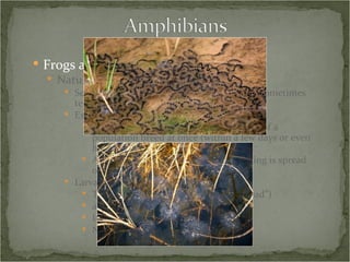 Frogs and Toads Natural History Sexual selection based on vocalizations and sometimes territory Explosive vs. prolonged breeding Wood frogs are explosive – all members of a population breed at once (within a few days or even hours) American toads are prolonged – breeding is spread over a longer period of time  Larvae Tadpole (Middle English for “toad’s head”) aka “pollywog” (“wiggling head”) Internal gills No legs (in first stages) 