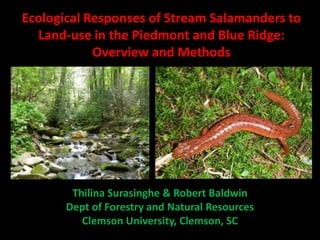 Ecological Responses of Stream Salamanders to
  Land-use in the Piedmont and Blue Ridge:
            Overview and Methods




        Thilina Surasinghe & Robert Baldwin
       Dept of Forestry and Natural Resources
          Clemson University, Clemson, SC
 