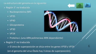 La estructura del genoma es la siguiente:
 Región 3’ no traducida
 Nucleoproteína (NP)
 VP35
 VP40
 Glicoproteína
 VP30
 VP24
 Proteína L (una ARN polimerasa ARN dependiente)
 Región 5’ no traducida
 El área de superposición se sitúa entre los genes VP30 y VP24
(en el genoma del virus Ébola hay 3 áreas de superposición).
6
 
