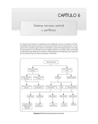 CAPÍTULO 6
CAPÍTULO 6
Sistema nervioso central
y periférico
La relación que mantiene el organismo con el ambiente externo se sustenta en el fun-
cionamiento del sistema nervioso, el cual se puede observar en el esquema 6.1. Los ór-
ganos de los sentidos captan todos los estímulos a partir del mundo exterior, los cuales
se transmiten por vías aferentes hacia la médula espinal y el encéfalo. Ahí es procesada
la información que llega de los sentidos y desde ahí parten las respuestas que viajan por
las vías eferentes hacia el sistema muscular y endocrino.
Sistema nervioso
Sistema nervioso
periférico
Sistema nervioso
autónomo
Sistema nervioso
simpático
Sistema nervioso
parasimpático
Cerebro anterior o
Prosencéfalo
Cerebro
medio
Cerebro posterior
o Rombencéfalo
Sistema nervioso
somático
Encéfalo
Telencéfalo Diencéfalo Mesencéfalo Metencéfalo Mielencéfalo
Corteza cerebral
Ganglios basales
Hipocampo
Amígdala
Tálamo
Hipotálamo
Tectum
tegmentum
Puente
Cerebelo
Médula
Médula espinal
Sistema nervioso
central
Esquema 6.1 Divisiones del sistema nervioso.
 