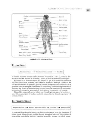 85
CAPÍTULO 6 • Sistema nervioso central y periférico
EL ENCÉFALO
Sistema nervioso S Sistema nervioso central S Encéfalo
El encéfalo o cerebro humano adulto promedio pesa entre 1.3 y 1.4 kg, contiene alre-
dedor de 100,000 millones de neuronas y cientos de miles de millones de neuroglias.
El cerebro es el principal órgano del sistema, ya que de él dependen numerosas
funciones; sus centros nerviosos rigen todas las actividades sensitivas y motrices. El
cerebro también sirve de base para la operación de la inteligencia, de la voluntad y de la
memoria, entre otras muchas capacidades. En los próximos capítulos revisaremos ciertas
funciones que tienen su basamento en el cerebro, como las sensaciones, la percepción,
la atención, la conciencia, la memoria, la motivación, el pensamiento y el lenguaje.
El encéfalo, relacionado con el olfato, está formado por tres partes: el cerebro an-
terior (el prosencéfalo), el cerebro medio (el mesencéfalo) y el cerebro posterior (el
rombencénfalo).
EL PROSENCÉFALO
Sistema nervioso S Sistema nervioso central S Encéfalo S Prosencéfalo
El prosencéfalo es también llamado cerebro anterior porque es el que da origen al
lóbulo frontal del cerebro del embrión durante la etapa de gestación. En conjunto, el
prosencéfalo controla las funciones cognitiva, sensorial y motora, y regula la tempe-
Esquema 6.2 El sistema nervioso.
Cerebro
Bulbo
Raquídeo
Plexo
Braquial
Nervios
Torácicos
Plexo
Sacro-Croxígeo
Nervio Saferno
Nervio
Femoro-Cutáneo
Nervio
Cutáneo Medial
Nervio Tibial
Rama Plantar Lateral
Rama Plantar Medial
Cerebelo
Plexo Cervical
Nervio Frénico
Nervio Radial
Plexo Lumbar
Nervio Cubital
Nervio Ciático
Nervio Peroneo
Común
Nervio Sural
 