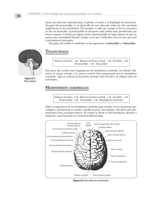 UNIDAD II • Bases fisiológicas de los procesos psicológicos de la conducta
86
ratura, las funciones reproductoras, el apetito, el sueño y el despliegue de emociones.
El papel del prosencéfalo en el desarrollo de una adecuada visión ha sido estudiado
ampliamente en los vertebrados. Por ejemplo, se sabe que cuando el feto se encuentra
en fase de desarrollo, el prosencéfalo se interpone entre ambos ojos, permitiendo que
éstos se separen. Cuando, por alguna razón, el prosencéfalo no logra separar los ojos, se
genera una anormalidad llamada ciclopía, en la que el individuo tiene los dos ojos total
o parcialmente fusionados.
Esta parte del cerebro se subdivide en dos segmentos: el telencéfalo y el diencéfalo.
TELENCÉFALO
Sistema nervioso S Sistema nervioso central S Encéfalo S
Prosencéfalo S Telencéfalo
Esta parte del cerebro está integrada por los hemisferios cerebrales, los lóbulos olfa-
torios, el cuerpo estriado y la corteza cerebral. Está representado por los hemisferios
cerebrales. Aquí se realizan las funciones mentales más elevadas y se dirigen todas las
actividades.
HEMISFERIOS CEREBRALES
Sistema nervioso S Sistema nervioso central S Encéfalo S
Prosencéfalo S Telencéfalo S Hemisferios cerebrales
Dada la importancia de los hemisferios cerebrales para muchos de los fenómenos psi-
cológicos, abordaremos su estudio a detalle un poco más adelante. Por ahora sólo ade-
lantaremos unos conceptos básicos. El cerebro se divide en dos hemisferios, derecho e
izquierdo, cuyas funciones se encuentran diferenciadas.
Figura 6.1
Telencéfalo.
Figura 6.2 Hemisferios cerebrales.
Polo
frontal
Circunvolución
frontal superior
Circunvolución frontal media
Lóbulo frontal
Circunvolución frontal inferior
Circunvolución precentral
Circunvolución poscentral
Lóbulo parietal superior
Lóbulo parietal
Lóbulo occipital Surco parietoccipital
Surco incraparietal
Surco poscentral
Surco central
Surco precentral
Surco frontal inferior
Surco frontal superior
Cuerpo calloso
Cisura longitudinal del cerebro
 
