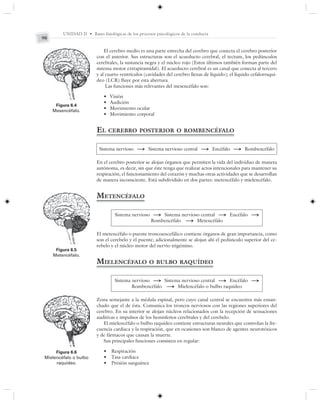 UNIDAD II • Bases fisiológicas de los procesos psicológicos de la conducta
90
El cerebro medio es una parte estrecha del cerebro que conecta el cerebro posterior
con el anterior. Sus estructuras son el acueducto cerebral, el tectum, los pedúnculos
cerebrales, la sustancia negra y el núcleo rojo (Estos últimos también forman parte del
sistema motor extrapiramidal). El acueducto cerebral es un canal que conecta al tercero
y al cuarto ventrículos (cavidades del cerebro llenas de líquido); el líquido cefalorraquí-
deo (LCR) fluye por esta abertura.
Las funciones más relevantes del mesencéfalo son:
• Visión
• Audición
• Movimiento ocular
• Movimiento corporal
EL CEREBRO POSTERIOR O ROMBENCÉFALO
Sistema nervioso S Sistema nervioso central S Encéfalo S Rombencéfalo
En el cerebro posterior se alojan órganos que permiten la vida del individuo de manera
autónoma, es decir, sin que éste tenga que realizar actos intencionales para mantener su
respiración, el funcionamiento del corazón y muchas otras actividades que se desarrollan
de manera inconsciente. Está subdividido en dos partes: metencéfalo y mielencéfalo.
METENCÉFALO
Sistema nervioso S Sistema nervioso central S Encéfalo S
Rombencéfalo S Metencéfalo
El metencéfalo o puente troncoencefálico contiene órganos de gran importancia, como
son el cerebelo y el puente; adicionalmente se alojan ahí el pedúnculo superior del ce-
rebelo y el núcleo motor del nervio trigémino.
MIELENCÉFALO O BULBO RAQUÍDEO
Sistema nervioso S Sistema nervioso central S Encéfalo S
Rombencéfalo S Mielencéfalo o bulbo raquídeo
Zona semejante a la médula espinal, pero cuyo canal central se encuentra más ensan-
chado que el de ésta. Comunica los troncos nerviosos con las regiones superiores del
cerebro. En su interior se alojan núcleos relacionados con la recepción de sensaciones
auditivas e impulsos de los hemisferios cerebrales y del cerebelo.
El mielencéfalo o bulbo raquídeo contiene estructuras neurales que controlan la fre-
cuencia cardiaca y la respiración, que en ocasiones son blanco de agentes neurotóxicos
y de fármacos que causan la muerte.
Sus principales funciones consisten en regular:
• Respiración
• Tasa cardiaca
• Presión sanguínea
Figura 6.4
Mesencéfalo.
Figura 6.5
Metencéfalo.
Figura 6.6
Mielencéfalo o bulbo
raquídeo.
 