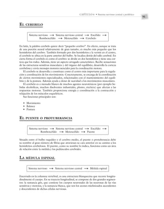 91
CAPÍTULO 6 • Sistema nervioso central y periférico
EL CEREBELO
Sistema nervioso S Sistema nervioso central S Encéfalo S
Rombencéfalo S Metencéfalo S Cerebelo
En latín, la palabra cerebelo quiere decir “pequeño cerebro”. En efecto, aunque se trata
de una porción neural relativamente de gran tamaño, es mucho más pequeño que los
hemisferios del cerebro. También formado por dos hemisferios y la vermis en el centro,
el cerebelo se ubica en la parte anterior del bulbo. Se localiza detrás del tallo cerebral. En
cierta forma el cerebelo es como el cerebro: se divide en dos hemisferios y tiene una cor-
teza que los rodea. Además, tiene un aspecto arrugado característico. Recibe sensaciones
de las estructuras sensitivas musculares y del órgano del equilibrio; desarrolla la corteza
cerebelosa y envía mensajes motores esenciales para la coordinación motora.
El cerebelo se desarrolla y constituye como el centro más importante para la regula-
ción y coordinación de los movimientos. Concretamente, se encarga de la coordinación
de ciertos movimientos especializados, relacionados con el mantenimiento del equili-
brio y de la postura. Además ayuda a dotar de suavidad a los movimientos musculares.
El cerebelo es a menudo blanco de muchos agentes neurotóxicos (por ejemplo be-
bidas alcohólicas, muchos disolventes industriales, plomo, etcétera) que afectan a las
respuestas motoras. También proporciona energía y coordinación a la contracción y
relajación de los músculos esqueléticos.
Sus funciones principales son:
• Movimiento
• Balance
• Postura
EL PUENTE O PROTUBERANCIA
Sistema nervioso S Sistema nervioso central S Encéfalo S
Rombencéfalo S Metencéfalo S Puente
Situado entre el bulbo raquídeo y el cerebro medio, el puente o protuberancia debe
su nombre al gran número de fibras que atraviesan su cara anterior en su camino a los
hemisferios cerebelosos. El puente, como su nombre lo indica, funciona como un área
de relación entre la médula y los pedúnculos cerebrales.
LA MÉDULA ESPINAL
Sistema nervioso S Sistema nervioso central S Médula espinal
Encerrada en la columna vertebral, es una estructura blanquecina que recorre longitu-
dinalmente el cuerpo. En su trayecto longitudinal, se compone de dos grandes segmen-
tos: la sustancia gris, que contiene los cuerpos neuronales de las neuronas de las vías
sensitivas y motoras, y la sustancia blanca, que son los axones mielinizados ascendentes
y descendentes de dichas células nerviosas.
 