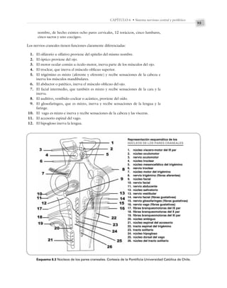 93
CAPÍTULO 6 • Sistema nervioso central y periférico
nombre, de hecho existen ocho pares cervicales, 12 torácicos, cinco lumbares,
cinco sacros y uno coccígeo.
Los nervios craneales tienen funciones claramente diferenciadas:
1. El olfatorio u olfativo proviene del epitelio del mismo nombre.
2. El óptico proviene del ojo.
3. El motor ocular común u óculo-motor, inerva parte de los músculos del ojo.
4. El troclear, que inerva el músculo oblicuo superior.
5. El trigémino es mixto (aferente y eferente) y recibe sensaciones de la cabeza e
inerva los músculos mandibulares.
6. El abductor o patético, inerva el músculo oblicuo del ojo.
7. El facial intermedio, que también es mixto y recibe sensaciones de la cara y la
inerva.
8. El auditivo, vestíbulo-coclear o acústico, proviene del oído.
9. El glosofaríngeo, que es mixto, inerva y recibe sensaciones de la lengua y la
faringe.
10. El vago es mixto e inerva y recibe sensaciones de la cabeza y las vísceras.
11. El accesorio espinal del vago.
12. El hipogloso inerva la lengua.
Esquema 6.3 Núcleos de los pares craneales. Cortesía de la Pontificia Universidad Católica de Chile.
Representación esquemática de los
NÚCLEOS DE LOS PARES CRANEALES
1. núcleo víscero-motor del III par
2. núcleo oculomotor
3. nervio oculomotor
4. núcleo troclear
5. núcleo mesencefálico del trigémino
6. nervio troclear
7. núcleo motor del trigémino
8. nervio trigémino (fibras aferentes)
9. núcleo facial
10. nervio facial
11. nervio abducente
12. núcleo salivatorio
13. nervio vestibular
14. nervio facial (fibras gustativas)
15. nervio glosofaríngeo (fibras gustativas)
16. nervio vago (fibras gustativas)
17. fibras branqueomotoras del IX par
18. fibras branqueomotoras del X par
19. fibras branqueomotoras del XI par
20. núcleo ambiguo
21. núcleo espinal del accesorio
22. tracto espinal del trigémino
23. tracto solitario
24. núcleo hipogloso
25. núcleo dorsal del vago
26. núcleo del tracto solitario
 