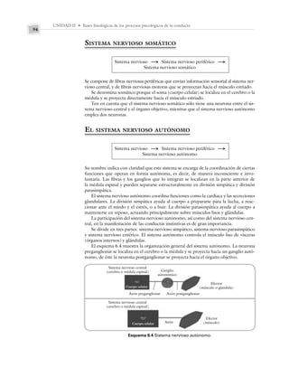 UNIDAD II • Bases fisiológicas de los procesos psicológicos de la conducta
94
SISTEMA NERVIOSO SOMÁTICO
Sistema nervioso S Sistema nervioso periférico S
Sistema nervioso somático
Se compone de fibras nerviosas periféricas que envían información sensorial al sistema ner-
vioso central, y de fibras nerviosas motoras que se proyectan hacia el músculo estriado.
Se denomina somático porque el soma (cuerpo celular) se localiza en el cerebro o la
médula y se proyecta directamente hacía el músculo estriado.
Ten en cuenta que el sistema nervioso somático sólo tiene una neurona entre el sis-
tema nervioso central y el órgano objetivo, mientras que el sistema nervioso autónomo
emplea dos neuronas.
EL SISTEMA NERVIOSO AUTÓNOMO
Sistema nervioso S Sistema nervioso periférico S
Sistema nervioso autónomo
Su nombre indica con claridad que este sistema se encarga de la coordinación de ciertas
funciones que operan en forma autónoma, es decir, de manera inconsciente e invo-
luntaria. Las fibras y los ganglios que lo integran se localizan en la parte anterior de
la médula espinal y pueden separarse estructuralmente en división simpática y división
parasimpática.
El sistema nervioso autónomo coordina funciones como la cardiaca y las secreciones
glandulares. La división simpática ayuda al cuerpo a prepararse para la lucha, a reac-
cionar ante el miedo y el estrés, o a huir. La división parasimpática ayuda al cuerpo a
mantenerse en reposo, actuando principalmente sobre músculos lisos y glándulas.
La participación del sistema nervioso autónomo, así como del sistema nervioso cen-
tral, en la manifestación de las conductas instintivas es de gran importancia.
Se divide en tres partes: sistema nervioso simpático, sistema nervioso parasimpático
y sistema nervioso entérico. El sistema autónomo controla el músculo liso de vísceras
(órganos internos) y glándulas.
El esquema 6.4 muestra la organización general del sistema autónomo. La neurona
preganglionar se localiza en el cerebro o la médula y se proyecta hacia un ganglio autó-
nomo, de éste la neurona postganglionar se proyecta hacia el órgano objetivo.
Esquema 6.4 Sistema nervioso autónomo.
Sistema nervioso central
(cerebro o médula espinal) Ganglio
autonómico
Efector
(músculo o glándula)
Cuerpo celular
Axón preganglionar Axón postganglionar
Sistema nervioso central
(cerebro o médula espinal)
Cuerpo celular Axón
Efector
(músculo)
 