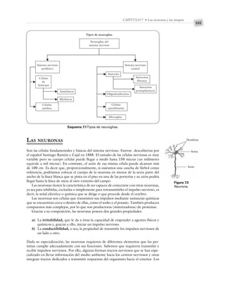 103
CAPÍTULO 7 • Las neuronas y las sinapsis
LAS NEURONAS
Son las células fundamentales y básicas del sistema nervioso. Fueron descubiertas por
el español Santiago Ramón y Cajal en 1888. El tamaño de las células nerviosas es muy
variable pero su cuerpo celular puede llegar a medir hasta 150 micras (un milímetro
equivale a mil micras). En contraste, el axón de esa misma célula puede alcanzar más
de 100 cm. Es decir que, proporcionalmente, si usáramos una cancha de fútbol como
referencia, podríamos colocar el cuerpo de la neurona en menos de la sexta parte del
ancho de la línea blanca que se pinta en el piso en una de las porterías y su axón podría
llegar hasta la línea de meta al otro extremo del campo.
Las neuronas tienen la característica de ser capaces de conectarse con otras neuronas,
ya sea para inhibirlas, excitarlas o simplemente para retransmitirles el impulso nervioso, es
decir, la señal eléctrica o química que se dirige o que procede desde el cerebro.
Las neuronas son células que transmiten sus impulsos mediante sustancias químicas
que se encuentran cerca o dentro de ellas, como el sodio y el potasio. También producen
compuestos más complejos, por lo que son productoras (sintetizadoras) de proteínas.
Gracias a su composición, las neuronas poseen dos grandes propiedades:
a) La irritabilidad, que le da a éstas la capacidad de responder a agentes físicos y
químicos y, gracias a ello, iniciar un impulso nervioso.
b) La conductibilidad, o sea, la propiedad de transmitir los impulsos nerviosos de
un lado a otro.
Dada su especialización, las neuronas requieren de diferentes elementos que les per-
mitan cumplir adecuadamente con sus funciones. Sabemos que requieren transmitir y
recibir impulsos nerviosos. Por ello, algunas forman tractos nerviosos que se han espe-
cializado en llevar información del medio ambiente hacia los centros nerviosos y otras
integran tractos dedicados a transmitir respuestas del organismo hacia el exterior. Los
Tipos de neuroglias
Neuroglias del
sistema nervioso
Sistema nervioso
periférico
Células
satélites
Células
ependimarias
Amielínicas
Astrocito
Microglias
Oligodendrocitos
Astrocitos
fibrosos
Astrocitos
protoplásmicos
Mielínicas
Células
de
Schwann
Sistema nervioso
central
Esquema 7.1Tipos de neuroglias.
Figura 7.3
Neurona.
Dendritas
Soma
Axón
 