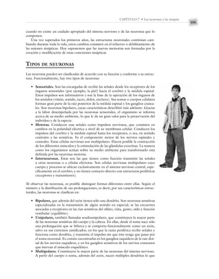 105
CAPÍTULO 7 • Las neuronas y las sinapsis
cuando no existe un cuidado apropiado del sistema nervioso y de las neuronas que lo
componen.
Una vez superados los primeros años, las estructuras neuronales continúan cam-
biando durante toda la vida, estos cambios consisten en el refuerzo o debilitamiento de
las uniones sinápticas. Hoy suponemos que las nuevas memorias son formadas por la
creación y modificación de estas conexiones sinápticas.
TIPOS DE NEURONAS
Las neuronas pueden ser clasificadas de acuerdo con su función y conforme a su estruc-
tura. Funcionalmente, hay tres tipos de neuronas:
• Sensoriales. Son las encargadas de recibir las señales desde los receptores de los
órganos sensoriales (por ejemplo, la piel) hacia el cerebro y la médula espinal.
Estos impulsos son informativos y son la base de la operación de los órganos de
los sentidos (visión, sonido, tacto, dolor, etcétera). Sus somas o cuerpos celulares
forman gran parte de la raíz posterior de la médula espinal y los ganglios cranea-
les. Son neuronas bipolares, cuyas características describiré más adelante. Gracias
a la labor desempeñada por las neuronas sensoriales, el organismo se informa
acerca de su medio ambiente, lo que le da un gran valor para la preservación del
individuo y de la especie.
• Motoras. Conducen esas señales como impulsos nerviosos, que consisten en
cambios en la polaridad eléctrica a nivel de su membrana celular. Conducen los
impulsos del cerebro y la médula espinal hasta los receptores, o sea, en sentido
contrario a las sensitivas. Es el componente motor de los nervios espinales y
craneales. Estas células nerviosas son multipolares. Hacen posible la contracción
de los diferentes músculos y la estimulación de las glándulas exocrinas. La manera
como los organismos actúan sobre su medio ambiente para transformarlo está
definida por las neuronas motoras.
• Interneuronas. Éstas son las que tienen como función transmitir las señales
a otras neuronas o a células efectoras. Son células nerviosas multipolares cuyo
cuerpo y procesos se ubican exclusivamente en el sistema nervioso central, espe-
cíficamente en el cerebro, y no tienen contacto directo con estructuras periféricas
(receptores y transmisores).
Al observar las neuronas, es posible distinguir formas diferentes entre ellas. Según el
número y la distribución de sus prolongaciones, es decir, por sus características estruc-
turales, las neuronas se clasifican en:
• Bipolares, que además del axón tienen sólo una dendrita. Son neuronas sensitivas
especializadas en la transmisión de algún sentido en especial; se las encuentra
asociadas a receptores en las vías sensitivas del olfato, vista, gusto, oído y función
vestibular (equilibrio).
• Unipolares, también llamadas seudounipolares, que constituyen la mayor parte
de las neuronas sensitivas del cuerpo y la cabeza. En ellas, desde el soma nace sólo
una prolongación que se bifurca y se comporta funcionalmente como un axón,
salvo en sus extremos ramificados, en los que la rama periférica recibe señales y
funciona como dendrita, y transmite el impulso sin que éste tenga que pasar por
el soma neuronal. Es común encontrarlas en los ganglios raquídeos de la raíz dor-
sal de los nervios raquídeos, y en los ganglios sensitivos de los nervios craneanos
que inervan el músculo esquelético.
• Multipolares. Constituyen la mayor parte de las neuronas del sistema nervioso.
A partir del cuerpo o soma, además del axón, nacen múltiples dendritas lo que
 