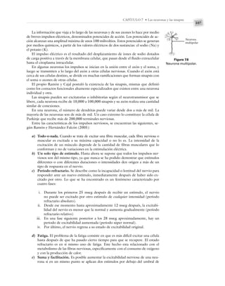 107
CAPÍTULO 7 • Las neuronas y las sinapsis
La información que viaja a lo largo de las neuronas y de sus axones lo hace por medio
de breves impulsos eléctricos, denominados potenciales de acción. Los potenciales de ac-
ción alcanzan una amplitud máxima de unos 100 milivoltios. Estos potenciales se generan
por medios químicos, a partir de los valores eléctricos de dos sustancias: el sodio (Na) y
el potasio (K).
El impulso eléctrico es el resultado del desplazamiento de iones de sodio dotados
de carga positiva a través de la membrana celular, que pasan desde el fluido extracelular
hasta el citoplasma intracelular.
En algunas neuronas los impulsos se inician en la unión entre el axón y el soma, y
luego se transmiten a lo largo del axón a otras células nerviosas. Cuando el axón está
cerca de sus células destino, se divide en muchas ramificaciones que forman sinapsis con
el soma o axones de otras células.
El propio Ramón y Cajal postuló la existencia de las sinapsis, mismas que definió
como los contactos funcionales altamente especializados que existen entre una neurona
individual y otra.
Las sinapsis pueden ser excitatorias o inhibitorias según el neurotransmisor que se
libere, cada neurona recibe de 10,000 a 100,000 sinapsis y su axón realiza una cantidad
similar de conexiones.
En una neurona, el número de dendritas puede variar desde dos a más de mil. La
mayoría de las neuronas son de más de mil. Un caso extremo lo constituye la célula de
Purkinje que recibe más de 200,000 terminales nerviosas.
Entre las características de los impulsos nerviosos, se encuentran las siguientes, se-
gún Ramón y Hernández Falcón (2005):
a) Todo-o-nada. Cuando se trata de excitar una fibra muscular, cada fibra nerviosa o
muscular es excitada a su máxima capacidad o no lo es. La intensidad de la
excitación de un músculo depende de la cantidad de fibras musculares que lo
conforman y no de variaciones en la estimulación eléctrica.
b) Un solo tipo de estímulo. Hasta ahora se supone que todos los impulsos ner-
viosos son del mismo tipo, ya que nunca se ha podido demostrar que estímulos
diferentes o con diferentes duraciones o intensidades den origen a más de un
tipo de respuesta en el nervio.
c) Periodo refractario. Se describe como la incapacidad o lentitud del nervio para
responder ante un nuevo estímulo, inmediatamente después de haber sido ex-
citado por otro. Lo que se ha encontrado es un fenómeno caracterizado por
cuatro fases:
i. Durante los primeros 25 mseg después de recibir un estímulo, el nervio
no puede ser excitado por otro estímulo de cualquier intensidad (período
refractario absoluto).
ii. Desde ese momento hasta aproximadamente 12 mseg después, la excitabi-
lidad del nervio es menor que la normal y aumenta gradualmente (período
refractario relativo)
iii. En una fase siguiente posterior a los 28 mseg aproximadamente, hay un
periodo de excitabilidad aumentada (periodo súper normal).
iv. Por último, el nervio regresa a su estado de excitabilidad original.
d) Fatiga. El problema de la fatiga consiste en que es más difícil excitar una célula
hasta después de que ha pasado cierto tiempo para que se recupere. El estado
refractario es en sí mismo uno de fatiga. Este hecho esta relacionado con el
metabolismo de las fibras nerviosas, específicamente con el consumo de oxígeno
y con la producción de calor.
e) Suma y facilitación. Es posible aumentar la excitabilidad nerviosa de una neu-
rona si en un mismo punto se aplican dos estímulos por debajo del umbral de
Figura 7.6
Neurona multipolar.
Neurona
multipolar
 