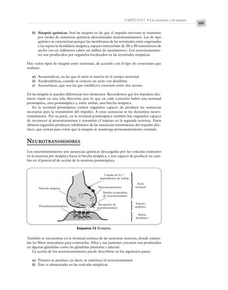 109
CAPÍTULO 7 • Las neuronas y las sinapsis
b) Sinapsis químicas. Son las sinapsis en las que el impulso nervioso se transmite
por medio de sustancias químicas denominadas neurotransmisores. Las de tipo
químico se caracterizan porque las membranas de las terminales están engrosadas
y las separa la hendidura sináptica, espacio intercelular de 20 a 30 nanómetros de
ancho (en un milímetro caben un millón de nanómetros). Los neurotransmiso-
res son producidos por organelos localizados en las terminales sinápticas.
Hay varios tipos de sinapsis entre neuronas, de acuerdo con el tipo de conexiones que
realizan:
a) Axosomáticas, en las que el axón se inserta en el cuerpo neuronal.
b) Axodendríticas, cuando se conecta un axón con dendritas.
c) Axoaxónicas, que son las que establecen conexión entre dos axones.
En las sinapsis se pueden diferenciar tres elementos. Recordemos que los impulsos eléc-
tricos viajan en una sola dirección, por lo que en cada conexión habrá una terminal
presináptica, otra postsináptica y, entre ambas, una brecha sináptica.
En la terminal presináptica existen organelos capaces de producir las sustancias
necesarias para la transmisión del impulso. A estas sustancias se les denomina neuro-
transmisores. Por su parte, en la terminal postsináptica también hay organelos capaces
de reconocer al neurotransmisor y transmitir el impuso en la segunda neurona. Estos
últimos organelos producen inhibidores de las sustancias transmisoras del impulso eléc-
trico, que actúan para evitar que la sinapsis se mantenga permanentemente excitada.
NEUROTRANSMISORES
Los neurotransmisores son sustancias químicas descargadas por las vesículas existentes
en la neurona pre-sináptica hacia la brecha sináptica, y son capaces de producir un cam-
bio en el potencial de acción de la neurona postsináptica.
Esquema 7.2 Sinapsis.
También se encuentran en la terminal axónica de las neuronas motoras, donde estimu-
lan las fibras musculares para contraerlas. Ellos y sus parientes cercanos son producidos
en algunas glándulas como las glándulas pituitaria y adrenal.
La acción de los neurotransmisores puede describirse en los siguientes pasos:
a) Primero se produce (es decir, se sintetiza) el neurotransmisor.
b) Éste es almacenado en las vesículas sinápticas.
Vesícula sináptica
Densidad postsináptica
Canales de Ca⫹2
dependientes de voltaje
Neurotransmisores
Bomba recaptadora
de neurotransmisor
Receptores de
neurotransmisor
}
}
}
Axón
terminal
Espacio
sináptico
Botón
dendrítico
 