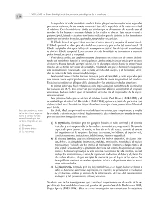 UNIDAD II • Bases fisiológicas de los procesos psicológicos de la conducta
116
La superficie de cada hemisferio cerebral forma pliegues o circunvoluciones separadas
por surcos o cisuras, de ese modo aumenta el área de la superficie de la corteza cerebral
al máximo. Cada hemisferio se divide en lóbulos que se denominan de acuerdo con el
nombre de los huesos craneanos debajo de los cuales se ubican. Los surcos central y
parietoccipital, lateral y calcarino son límites utilizados para la división de los hemisferios
cerebrales en lóbulos frontales, parietales, temporales y occipitales.
El lóbulo frontal ocupa el área anterior al surco central y superior al surco lateral.
El lóbulo parietal se ubica por detrás del surco central y por arriba del surco lateral. El
lóbulo occipital se ubica por debajo del surco parietoccipital. Por debajo del surco lateral
se ubica el lóbulo temporal. Los extremos de cada hemisferio se denominan a menudo
polos frontal, occipital y temporal.
Visto desde arriba, un cerebro muestra claramente una cisura en el centro, delimi-
tando un hemisferio derecho y uno izquierdo. Ambas mitades están unidas por un arco
de materia blanca llamado cuerpo calloso. Es en el cuerpo calloso donde se entrecruzan
muchas de las fibras nerviosas del encéfalo, resultando en que el hemisferio izquierdo
está normalmente relacionado con la parte derecha del cuerpo, y el hemisferio dere-
cho lo está con la parte izquierda del cuerpo.
Los hemisferios cerebrales forman la mayor parte del encéfalo y están separados por
una misma cisura sagital profunda en la línea media: la cisura longitudinal del cerebro.
Esta cisura contiene un pliegue de la duramadre y las arterias cerebrales anteriores.
El primer autor que hizo referencia a una especialización hemisférica de la emoción
fue Jackson, en 1879. Tras observar que los pacientes afásicos conservaban el lenguaje
emocional, Jackson indicó que el hemisferio derecho era el responsable de la expre-
sión emocional.
Los primeros hallazgos se deben al médico francés Paul Broca (1824-1880) y al
neurofisiólogo alemán Carl Wernicke (1848-1904), quienes a partir de pacientes con
daño cerebral en el hemisferio izquierdo observaron que éstos presentaban dificultad
en el habla.
En 1949, MacLean presentó su teoría del cerebro triuno, que complementa y amplía
la teoría de la dominancia cerebral. Según su teoría, el cerebro humano estaría formado
por tres cerebros integrados en uno:
a) El reptiliano, formado por los ganglios basales, el tallo cerebral y el sistema
reticular, y sería responsable de la conducta automática o programada. No estaría
capacitado para pensar, ni sentir; su función es la de actuar, cuando el estado
del organismo así lo requiera. Incluye: las rutinas, los hábitos, el espacio vital,
condicionamiento, imitaciones, inhibiciones, ritmos y seguridad.
b) El sistema límbico, que está formado por los bulbos olfatorios, el tálamo (pla-
cer, dolor), las amígdalas (nutrición, oralidad, protección, hostilidad), el núcleo
hipotalámico (cuidado de los otros), el hipocampo (memoria a largo plazo), el
área septal (sexualidad) y la pituitaria (directora del sistema bioquímico del orga-
nismo). La función principal de este sistema es controlar la vida emotiva, lo cual
incluye los sentimientos, el sexo, la regulación endocrina, el dolor y el placer. Es
el cerebro afectivo, el que energiza la conducta para el logro de las metas. Su
desequilibrio conduce a estados agresivos, o bien a depresiones severas, entre
otras enfermedades.
c) La neocorteza, formada por los dos hemisferios, es el lugar donde se llevan a
cabo las funciones cerebrales superiores. Es el centro de generación y resolución
de problemas, análisis y síntesis de la información, del uso del razonamiento
analógico y del pensamiento crítico y creativo.
Sin duda, uno de los investigadores que contribuyó mayoritariamente al estudio de la es-
pecialización funcional del cerebro es el ganador del premio Nobel de Medicina en 1981,
Roger Sperry (1913-1994). Gracias a este investigador norteamericano ha mejorado
MacLean presentó su teoría
del cerebro triuno, según su
teoría, el cerebro humano
estaría formado por tres
cerebros integrados en uno:
a) El reptiliano
b) El sistema límbico
c) La neocorteza
 