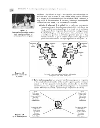 UNIDAD II • Bases fisiológicas de los procesos psicológicos de la conducta
72
hereditaria. Lógicamente, en su época no existían los conocimientos que, un
siglo más tarde, entre la década de 1950 y 1960, revolucionarían el mundo
de la biología: el descubrimiento de la estructura del ADN. Utilizando su
observación de diferentes clases de chícharos (guisantes), combinándolos
mediante injertos y, basado en su mente científica, postuló:
a)La ley de la herencia de la unidad. Esta ley explica que un progenitor
puede transmitir a sus descendientes una característica particular sin que
ésta se manifieste en su descendencia ni se mezcle con la equivalente
heredada por el otro progenitor. La característica podrá permanecer
“oculta” a lo largo de varias generaciones, incluso, hasta que existan
las condiciones genéticas y ambientales propicias para que se haga
presente, momento en que lo hará sin ningún cambio, a pesar de las
generaciones transcurridas. Esta ley se representa en el esquema 5.6.
Figura 5.2
Debido a la información genética
cada especie manifiesta su
conducta de forma singular.
Tatarabuelo:
Ojos
grandes
b) La ley de la segregación. Los caracteres hereditarios que posee un progenitor
se dividen, distribuyéndose en las células sexuales o gametos de tal forma que,
en cada uno de ellos, queda sólo la mitad de tales caracteres. En esta división los
miembros de un par se separan, quedando uno en un gameto y su pareja en otro
de ellos. Observa el esquema 5.7 para una mejor comprensión de esta ley.
Esquema 5.6
Ley de la herencia de
la unidad.
Esquema 5.7
Ley de la segregación.
Tatarabuela:
Ojos
claros
Bisabuela:
Cabello
grueso
Abuelo:
Orejas
grandes
Hijo:
Ojos grandes y claros, cejas pobladas, boca chica y labios gruesos,
orejas grandes, barba partida, cabello grueso
Tatarabuela:
Barba
partida
Tatarabuelo:
Cejas
pobladas
Bisabuela:
Labios
gruesos Bisabuelo:
Boca
chica
Abuelo:
Cabello grueso
Cabello áspero
Cejas poco pobladas
Ojos claros
Ojos grandes
Labios delgados
Un gameto del padre:
Cabello grueso
Cabello sedoso
Cejas pobladas
Ojos claros
Ojos pequeños
Labios delgados
Abuela:
Cabello delgado
Cabello sedoso
Cejas pobladas
Ojos oscuros
Ojos pequeños
Labios gruesos
Otro gameto del padre:
Cabello delgado
Cabello áspero
Cejas poco pobladas
Ojos oscuros
Ojos grandes
Labios gruesos
 