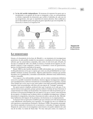 73
CAPÍTULO 5 • Bases genéticas de la conducta
c) La ley del surtido independiente. Al momento de separarse los genes que se
incorporarán a un gameto de los que se integrarán a otro, no necesariamente
se dividen respetando las dotaciones que recibió el individuo de cada uno de
sus progenitores, sino que se repartirán de manera aleatoria. Esto conllevará a
que el descendiente posea una gama de genes específicos que será irrepetible. La
tercera ley se ilustra en el esquema 5.8.
Papá:
Ojos cafés,
piel morena,
nariz aguileña,
cabello delgado
Mamá:
Ojos azules,
piel blanca,
nariz recta,
cabello grueso
Gameto 1:
Ojos azules,
nariz recta,
piel blanca,
cabello delgado
Gameto 2:
Ojos azules,
nariz aguileña,
piel morena,
cabello delgado
Gameto 3:
Ojos cafés,
nariz recta,
piel blanca,
cabello grueso
Gameto 4:
Ojos cafés,
nariz aguileña,
piel blanca,
cabello delgado
LO HEREDITARIO
Gracias a la formulación de las leyes de Mendel y a un sinnúmero de investigaciones
posteriores, ha sido posible estudiar los mecanismos y resultados de la herencia. Ahora
sabemos que las características corporales, tales como el color de la piel, del pelo, de
los ojos, la cantidad de vello y de cabello, la estatura, el tamaño de los órganos, la com-
plexión corporal, el tipo sanguíneo, etcétera, se transmiten a través de generaciones,
gracias a la información contenida en los genes.
Desde 1988 ha sido factible identificar 2,208 enfermedades que son hereditarias y
2,136 padecimientos en los que se supone que existe una alta probabilidad de ser trans-
misibles mediante el mismo mecanismo. Algunos padecimientos comunes que pueden
heredarse son: la polidactilia y anomalías craneofaciales, albinismo total, fenilcetonuria,
calvicie y hemofilia.
Con respecto a las enfermedades mentales, aún no existen conclusiones definitivas
acerca de su posible transmisión hereditaria; mientras algunas investigaciones sugieren
que la predisposición a enfermar mentalmente es transmisible por la vía genética, muchas
otras señalan que en los casos en que tanto padres como hijos presentan enfermedades
mentales, éstas son producidas, más bien, por una especie de “contagio” postnatal.
Sin querer parecer simplistas, podemos decir que el genoma no es más que el ma-
nual de instrucciones generales, porque quienes realizan el trabajo de hacer funcionar el
cuerpo humano de verdad, son las proteínas. El conjunto de todas las proteínas que in-
tervienen en los procesos biológicos de una especie es lo que se conoce como proteoma
de esa especie, y el objetivo que se plantea ahora, en múltiples investigaciones, es llegar a
determinar la composición, estructura y funciones de todas y cada una de ellas. Más ade-
lante hablaremos del impacto de las proteínas y las hormonas en el comportamiento.
La herencia tiene un gran peso en hábitos que son comunes en la vida de las personas
y que difícilmente relacionamos con la genética. Un ejemplo de esto es el relatado en
esta experiencia comentada por Neubauer y Neubauer (1990). Dos gemelas monocigó-
ticas fueron separadas al momento de su nacimiento y colocadas en hogares distintos.
Después de cuatro años, los investigadores entrevistaron a los padres adoptivos de cada
una de las niñas. La mamá de Sauna dijo: “Es muy mala para comer, no coopera, es
Esquema 5.8
Ley del surtido
independiente.
 