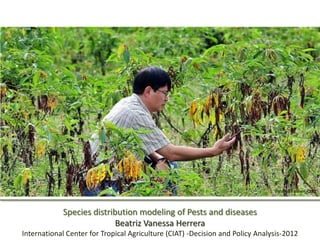 Pic:Neil Palmer, CIAT



            Species distribution modeling of Pests and diseases
                           Beatriz Vanessa Herrera
International Center for Tropical Agriculture (CIAT) -Decision and Policy Analysis-2012
 