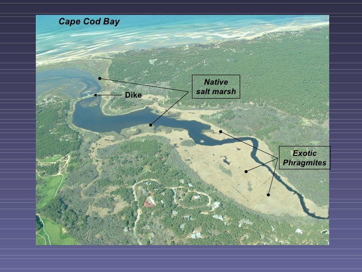 Herring River Restoration Project