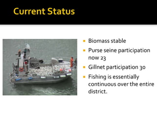    Biomass stable
   Purse seine participation
    now 23
   Gillnet participation 30
   Fishing is essentially
    continuous over the entire
    district.
 