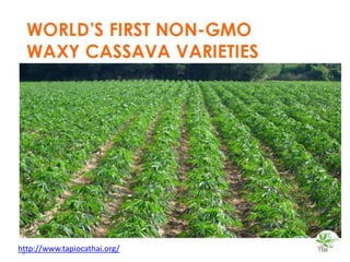 WAXY CASSAVA AGREEMENTS AT CIAT