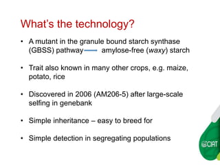 WAXY CASSAVA AGREEMENTS AT CIAT