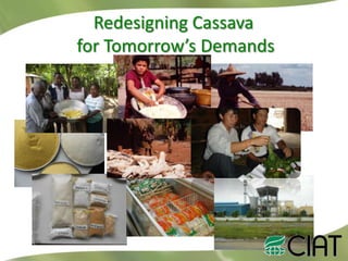 Redesigning Cassava
for Tomorrow’s Demands

 
