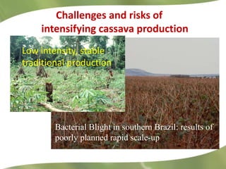 Redesigning cassava for tomorrow's demands Asia Clair Hershey