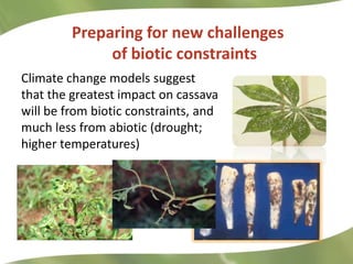 Redesigning cassava for tomorrow's demands Asia Clair Hershey