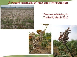 Redesigning cassava for tomorrow's demands Asia Clair Hershey