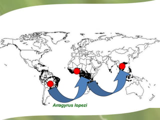 Redesigning cassava for tomorrow's demands Asia Clair Hershey
