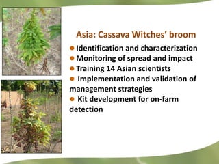 Redesigning cassava for tomorrow's demands Asia Clair Hershey