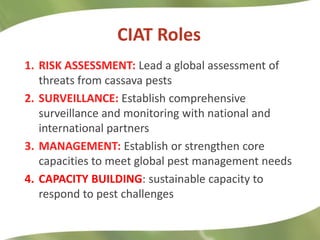 Redesigning cassava for tomorrow's demands Asia Clair Hershey