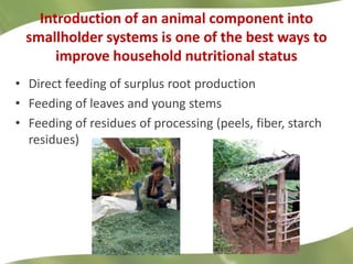 Redesigning cassava for tomorrow's demands Asia Clair Hershey