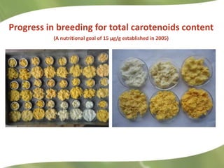 Redesigning cassava for tomorrow's demands Asia Clair Hershey