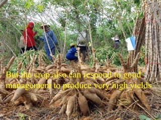 Redesigning cassava for tomorrow's demands Asia Clair Hershey