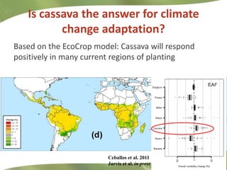 Redesigning cassava for tomorrow's demands Asia Clair Hershey