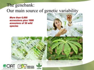 Redesigning cassava for tomorrow's demands Asia Clair Hershey