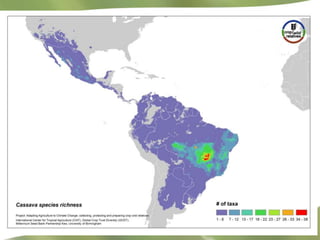 Redesigning cassava for tomorrow's demands Asia Clair Hershey