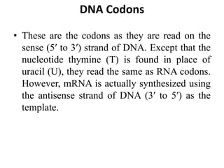 DNA Codons
• These are the codons as they are read on the
sense (5′ to 3′) strand of DNA. Except that the
nucleotide thymine (T) is found in place of
uracil (U), they read the same as RNA codons.
However, mRNA is actually synthesized using
the antisense strand of DNA (3′ to 5′) as the
template.
 