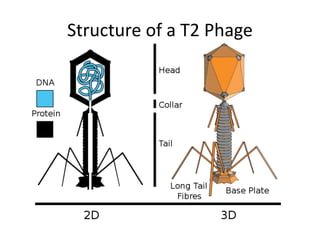 Structure of a T2 Phage
 