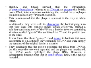 • Hershey and Chase showed that the introduction
of deoxyribonuclease (referred to as DNase), an enzyme that breaks
down DNA, into a solution containing the labeled bacteriophages
did not introduce any 32P into the solution.
• This demonstrated that the phage is resistant to the enzyme while
intact.
• Additionally, they were able to plasmolyze the bacteriophages so
that they went into osmotic shock, which effectively created a
solution containing most of the 32P and a heavier solution containing
structures called “ghosts” that contained the 35S and the protein coat
of the virus.
• It was found that these “ghosts” could adsorb to bacteria that were
susceptible to T2, although they contained no DNA and were simply
the remains of the original bacterial capsule.
• They concluded that the protein protected the DNA from DNAse,
but that once the two were separated and the phage was inactivated,
the DNAse could hydrolyze the phage DNA. However, it
subsequently became clear that in some viruses, RNA is the genetic
material.
 