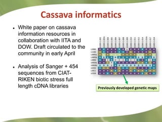 Cassava at CIAT