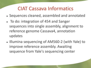 Cassava at CIAT