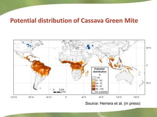 Cassava at CIAT