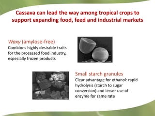 Cassava at CIAT