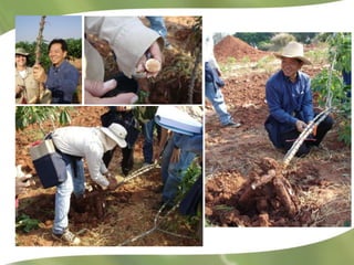 Cassava at CIAT