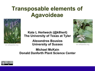 Transposable elements of
Agavoideae
Kate L Hertweck (@k8hert)
The University of Texas at Tyler
Alexandros Bousios
University of Sussex
Michael McKain
Donald Danforth Plant Science Center
en.wikipedia.org en.wikipedia.org
 