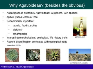 Why Agavoideae? (besides the obvious)
●
Asparagaceae subfamily Agavoideae: 23 genera, 637 species
●
agave, yucca, Joshua Tree
●
Economically important:
●
tequila, food starches
●
biofuels
●
ornamentals
●
interesting morphological, ecological, life history traits
●
Recent diversification correlated with ecological traits
(Good-Avila, 2006)
gizmodo.com
Hertweck et al., TEs in Agavoideae
commons.wikimedia.org
 