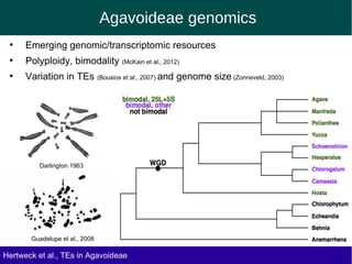 Agavoideae genomics
●
Emerging genomic/transcriptomic resources
●
Polyploidy, bimodality (McKain et al., 2012)
●
Variation in TEs (Bousios et al., 2007) and genome size (Zonneveld, 2003)
Darlington 1963
Hertweck et al., TEs in Agavoideae
Guadelupe et al., 2008
 