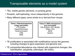Transposable elements as a model system
●
TEs, mobile genetic elements, or jumping genes
●
Parasitic, self-replicating, move independently in the genome
●
Many different types; some similar to or derived from viruses
Class I: Retrotransposons
(copy and paste)
LTR (Gypsy,
Copia/Sireviruses,
Caulimoviruses)
LINE
SINE
Class II: DNA transposons
(cut and paste)
TIR (EnSpm, hAT, MuDR,
TcMar, PIF)
MITE
Helitron
Hertweck et al., TEs in Agavoideae
●
TE proliferation is associated with modifications across the genome,
including changes to gene expression and genome size
●
TE composition/abundance may interact with organismal changes, like
hybridization, polyploidy, phenotype, life history
 