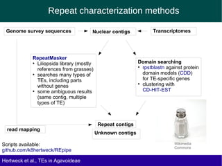 Repeat characterization methods
Genome survey sequences
Scripts available:
github.com/k8hertweck/REpipe
Hertweck et al., TEs in Agavoideae
TranscriptomesNuclear contigs
RepeatMasker
●
Liliopsida library (mostly
references from grasses)
●
searches many types of
TEs, including parts
without genes
●
some ambiguous results
(same contig, multiple
types of TE)
Domain searching
●
rpstblastn against protein
domain models (CDD)
for TE-specific genes
●
clustering with
CD-HIT-EST
Repeat contigs
Unknown contigs
read mapping
Wikimedia
Commons
 
